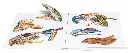 DINORAUSES_inter1.webp